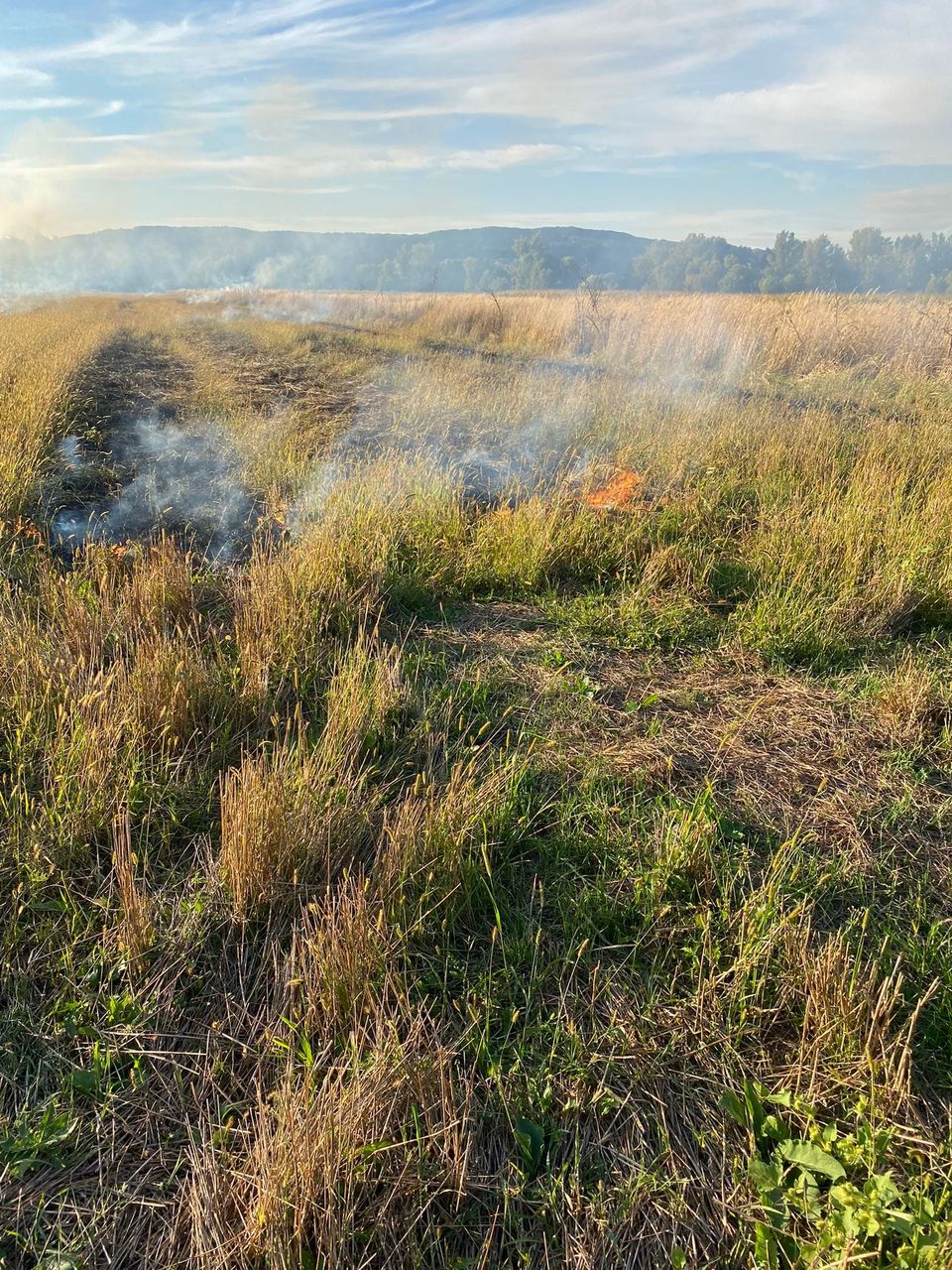 incendiu-vegetatie-mioveni.jpg