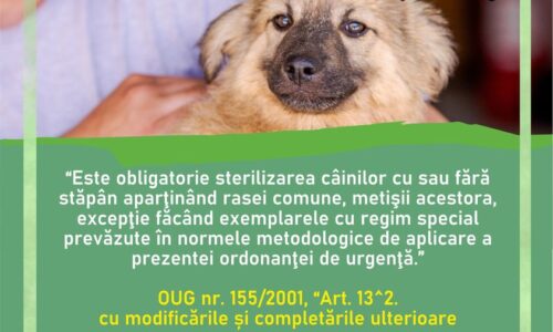 sterilizare-mioveni.jpg